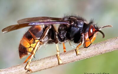Asiatische Hornisse (Vespa velutina) – Gefahr durch starke Ausbreitung